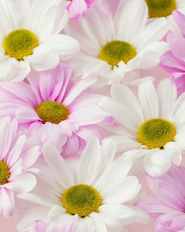 Floristic Farm